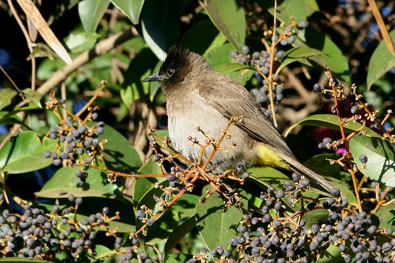 frieda 016.jpg - Swartoogtiptol Pycnonotus Barbatus (Blackeyed/Common Bulbul) tussen bessies